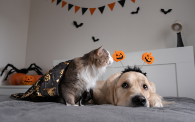 dog and cat wearing costumes