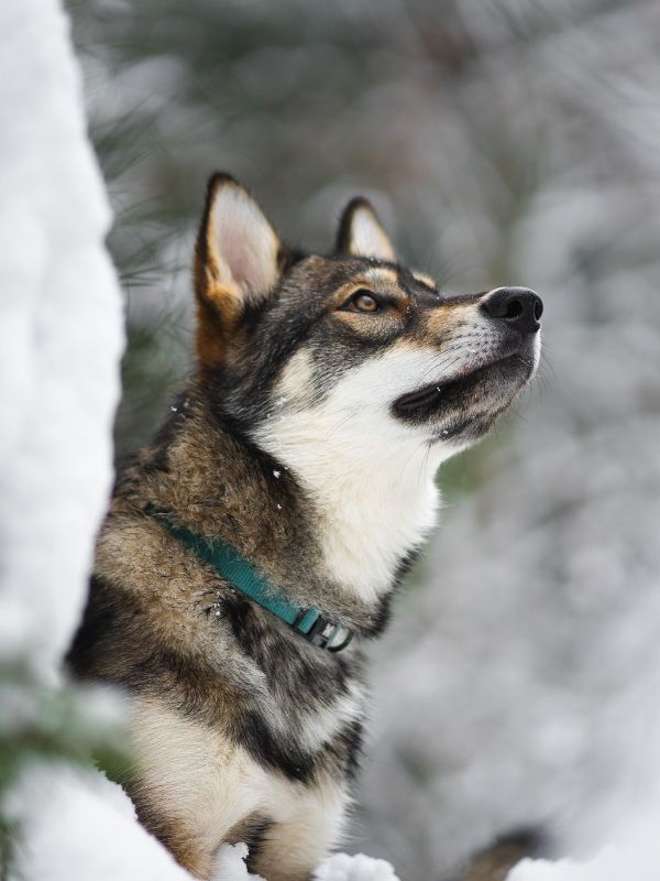a sakhalin husky with green collar staring blankly to the distance