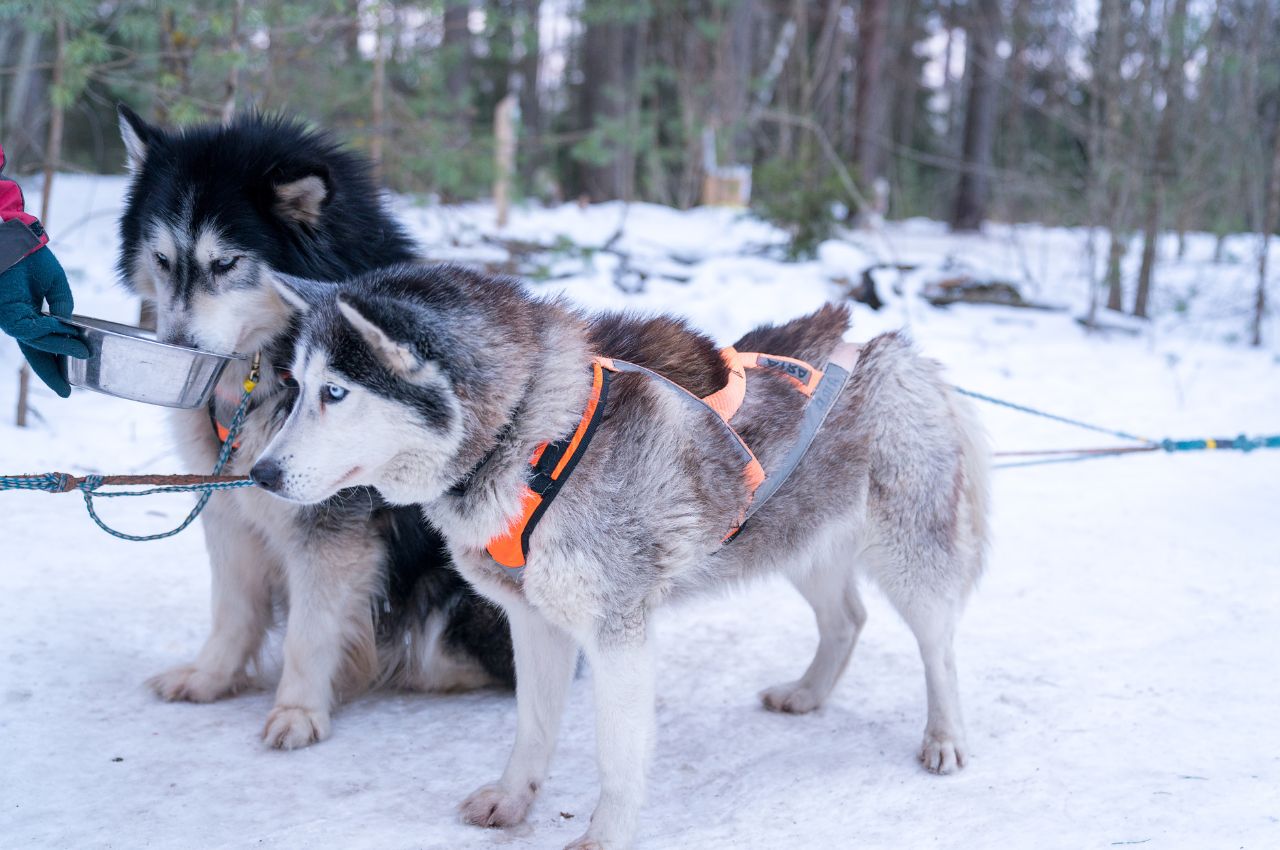 shot of cute huskies in a snowy forest