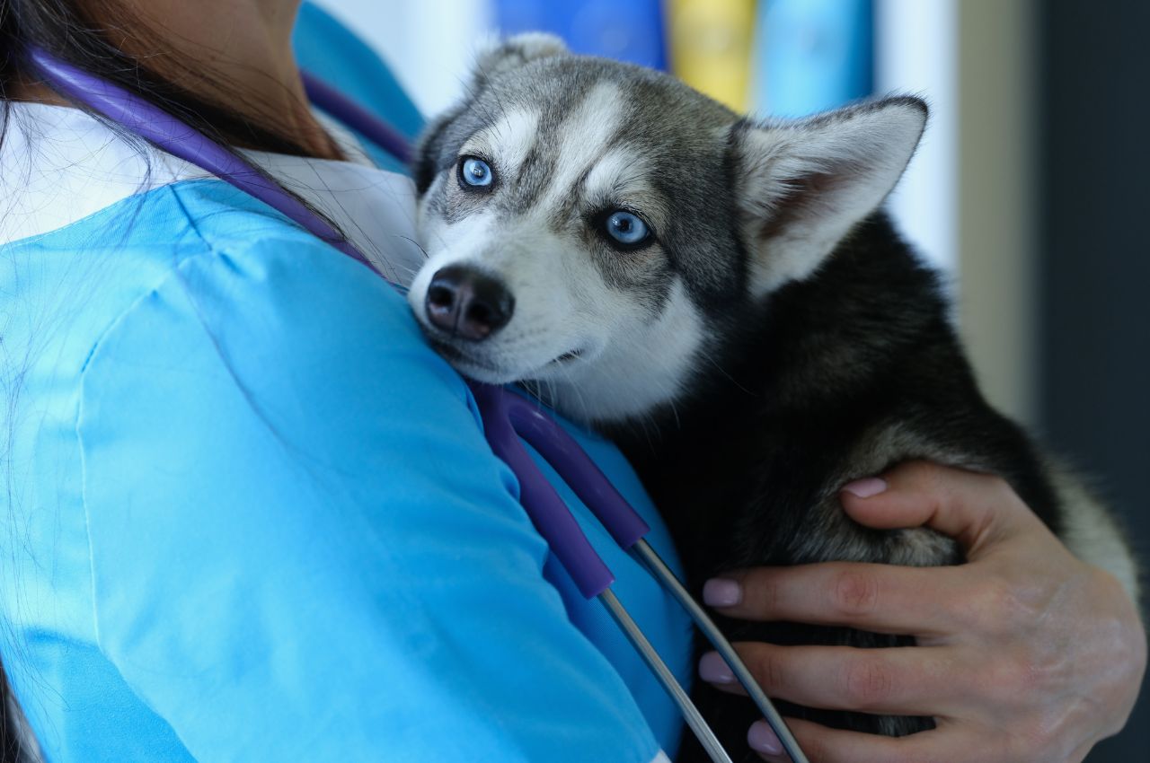 veterinarian at reception is holding frightened little husky in arms