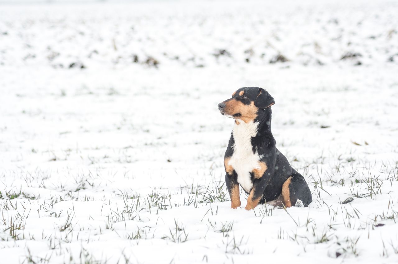 small cute puppy on a snowy field