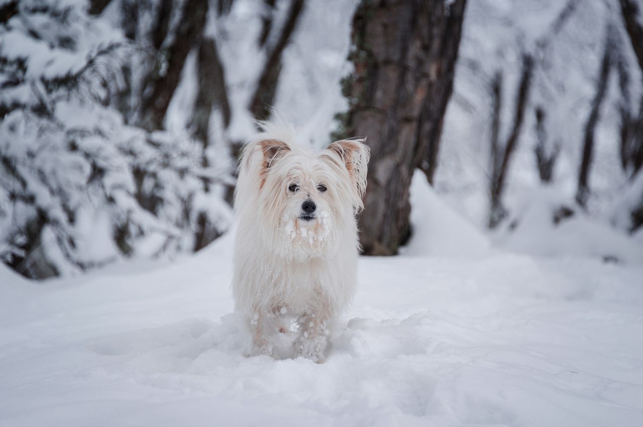 long coated white dog walking on snow forest