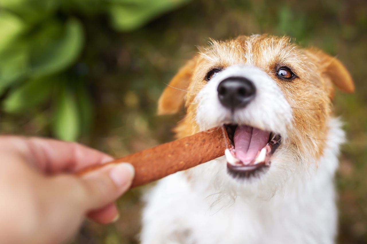 hand giving snack treat to a healthy dog pet care