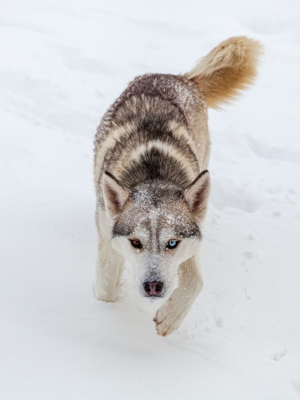 husky dog runs and has fun in deep snow