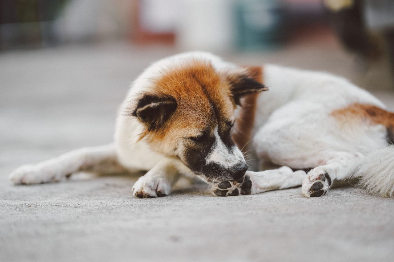 stray dogs scratch their feet with their mouths caused by fleas