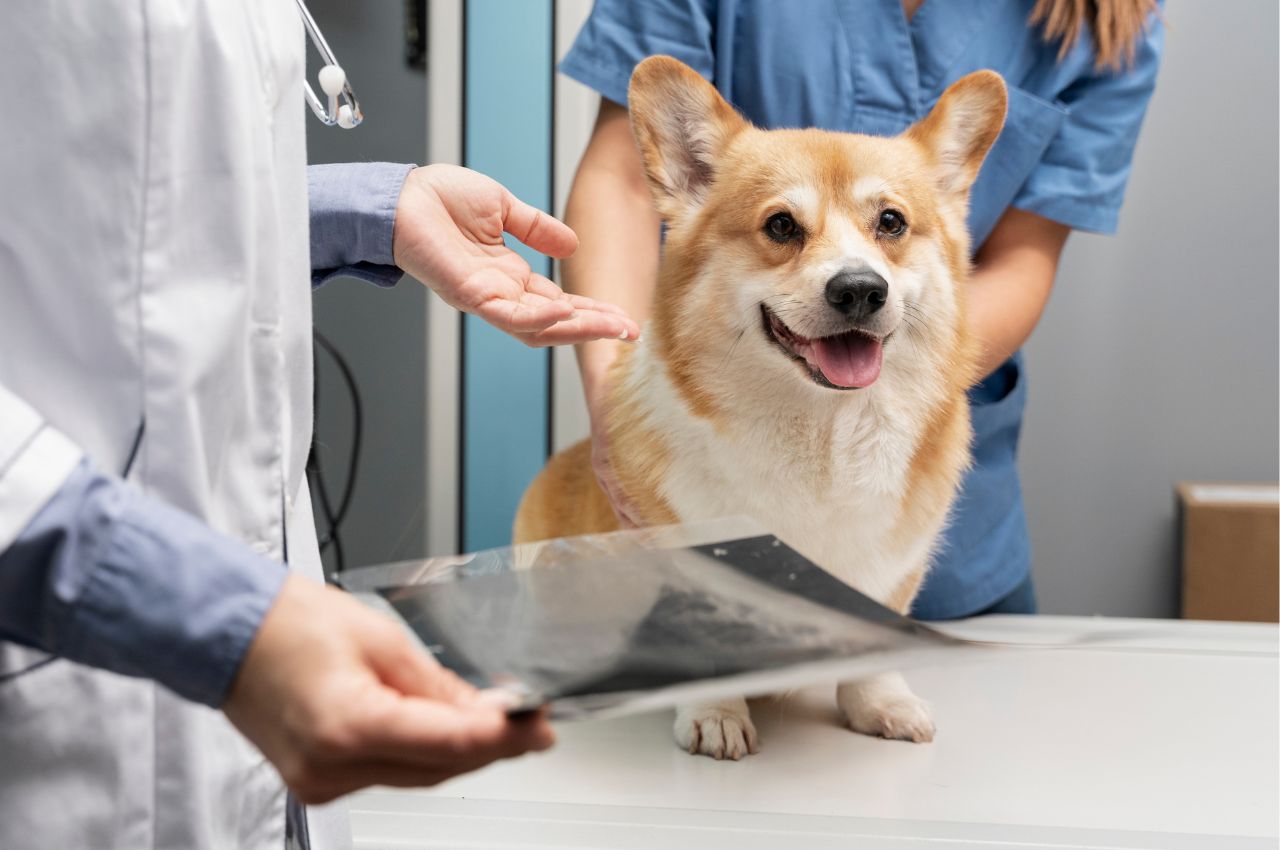 veterinarian taking care of pet dog