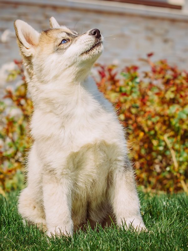 portrait of a little husky dog puppy