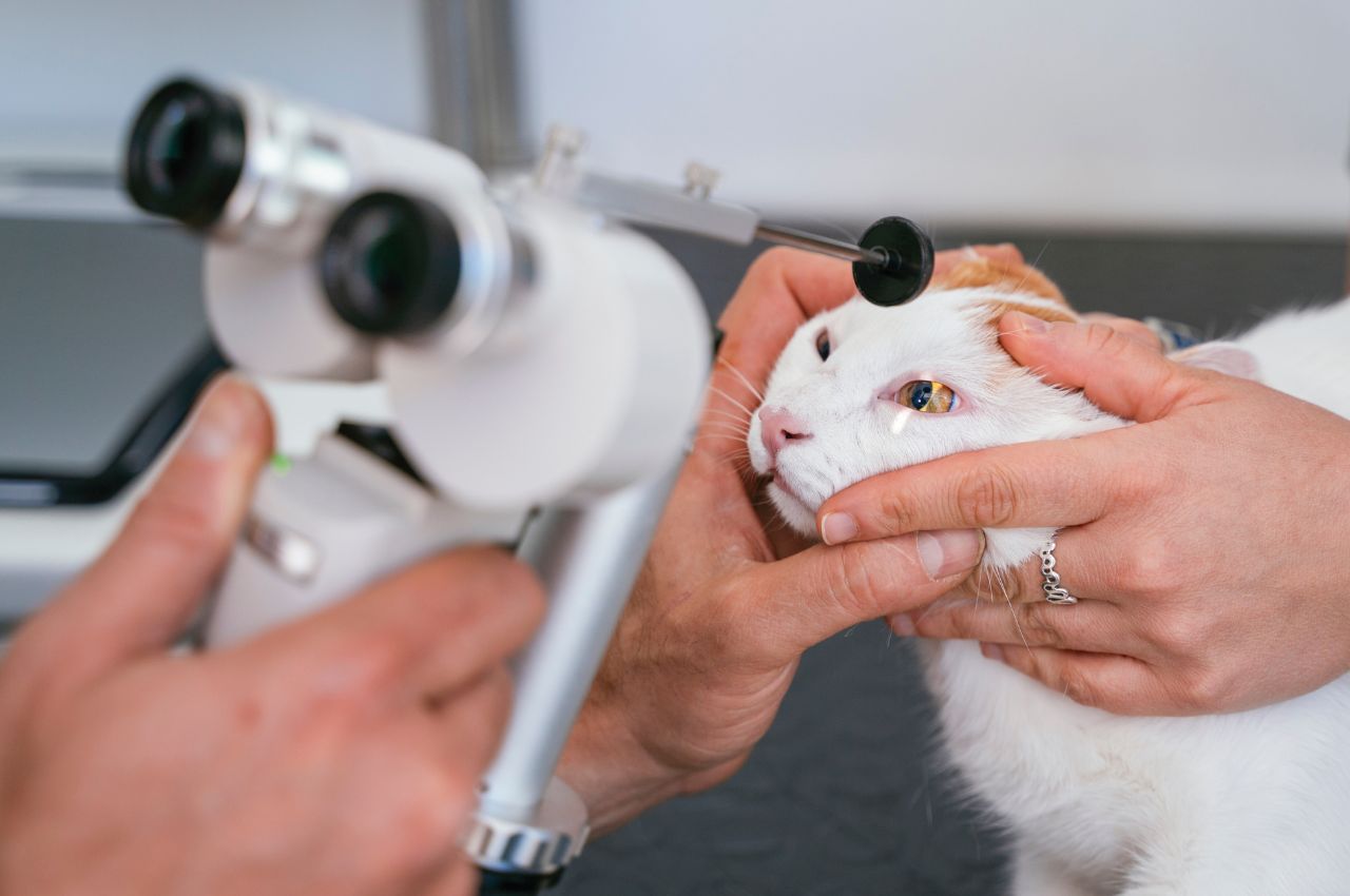 professional veterinarian using magnifying glass for animals.