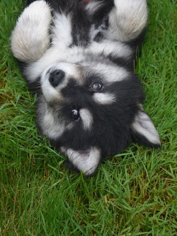 adorable alusky puppy on his back in green grass.