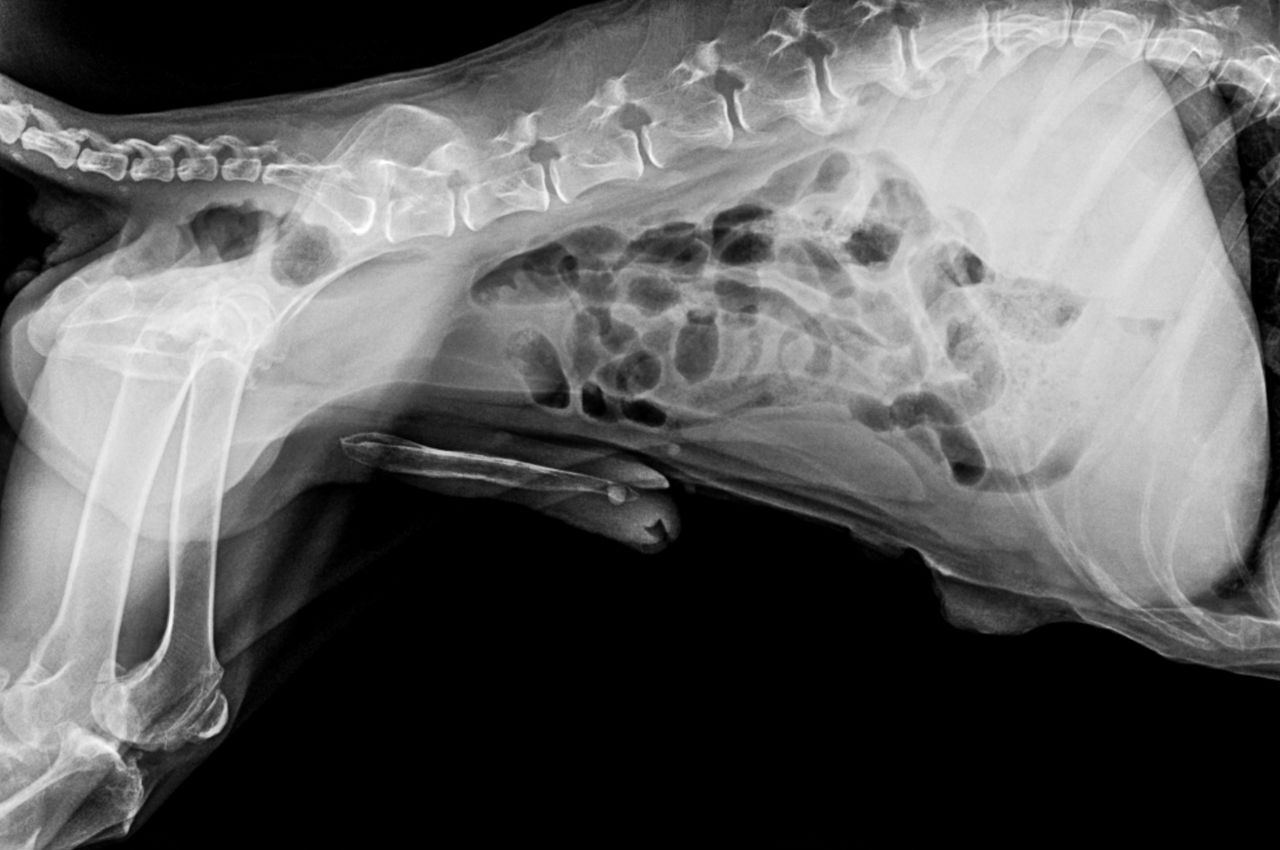 x-ray film of dog lateral view closed up thorax standard and abdomen