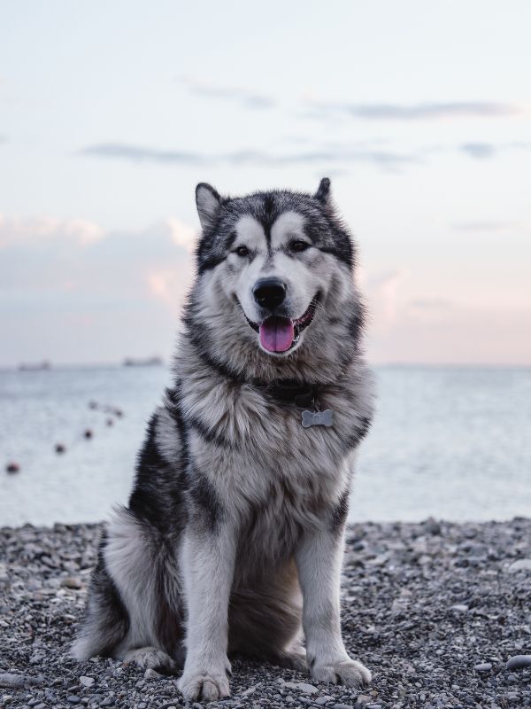big grey alaskan malamute. portrait of a large thoroughbred dog at beach