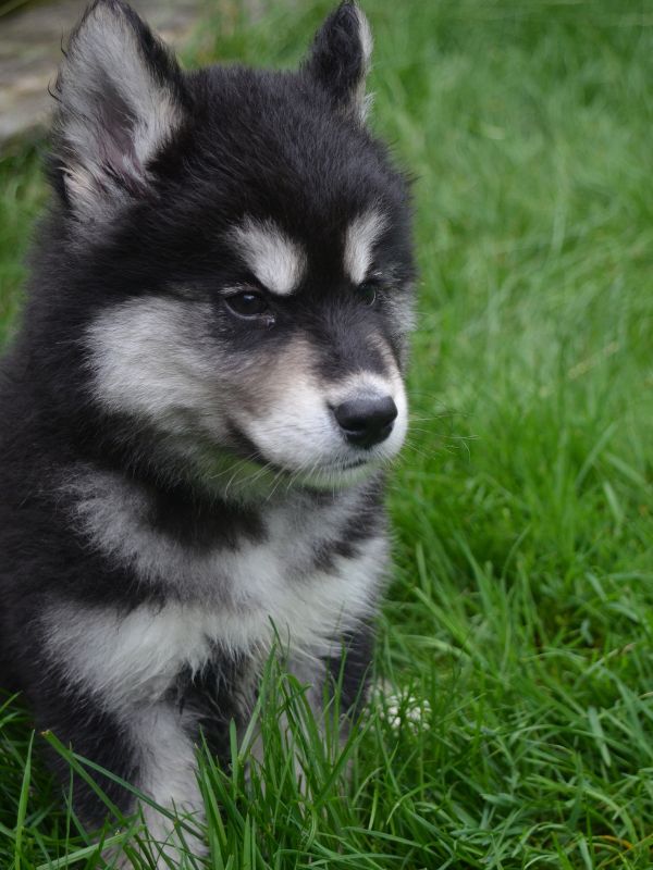 gorgeous puppy with black and white markings sitting in grass.