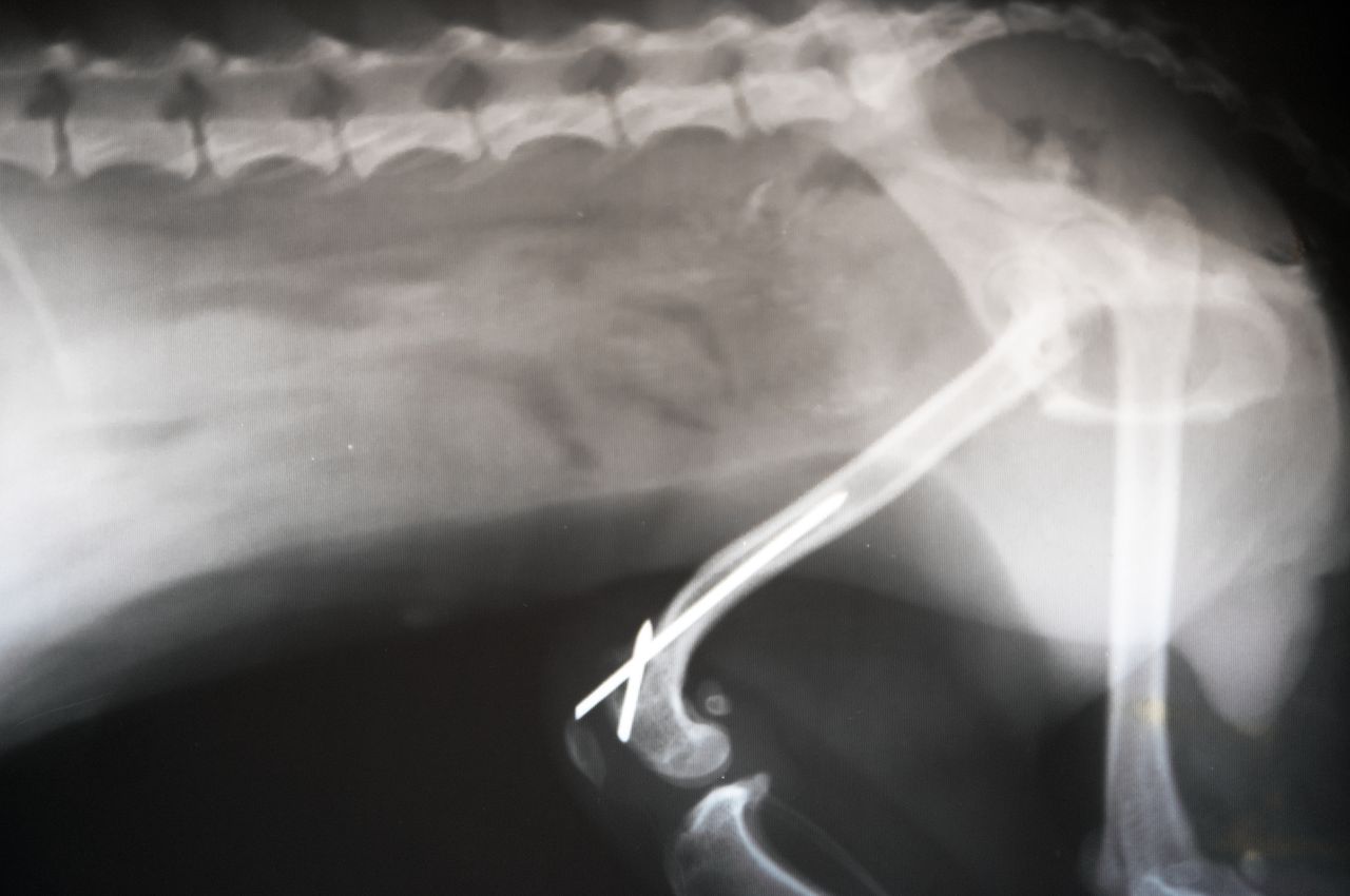x-ray film of dog lateral view. veterinary medicine, veterinary anatomy concept.
