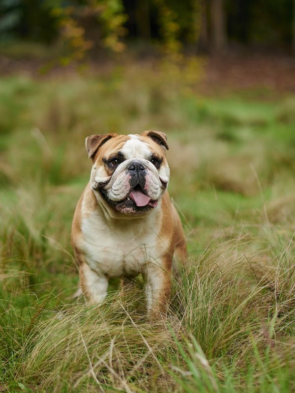 picture of english bulldog in the field