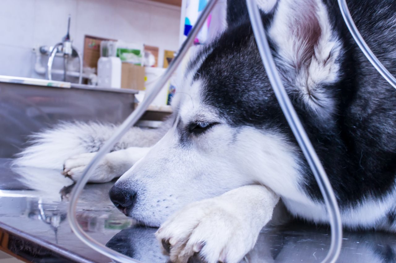 husky dog lies with dropper in veterinary clinic