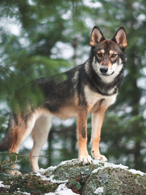 tamaskan dog standing on a rock in a forest