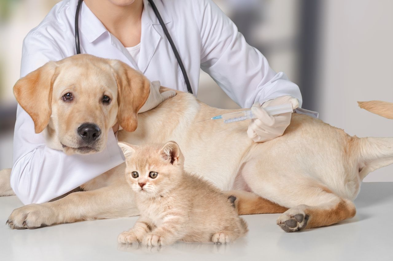 vet examining dog and cat. puppy and kitten at veterinarian doctor. animal clinic.