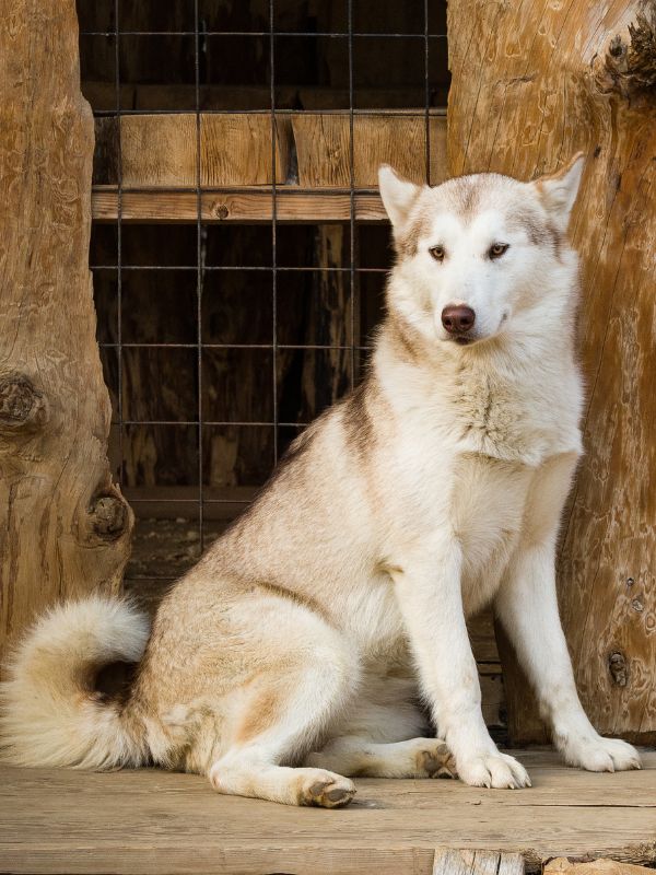front view of adult husky dog sitting and looking forward