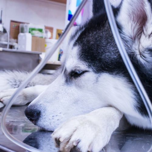 husky dog in veterinary clinic