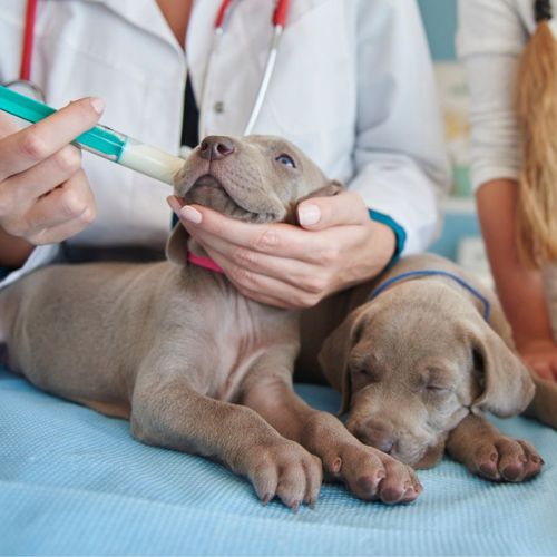 vet taking care of puppy