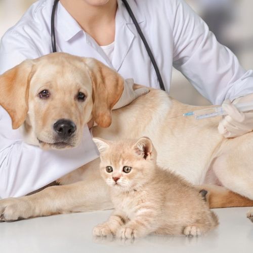 vet vaccinating dog