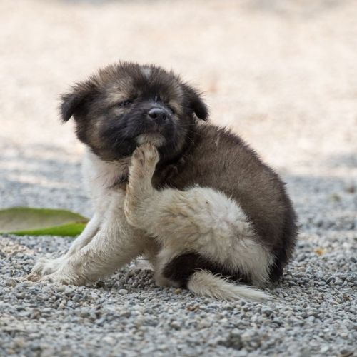 puppy itching its mouth