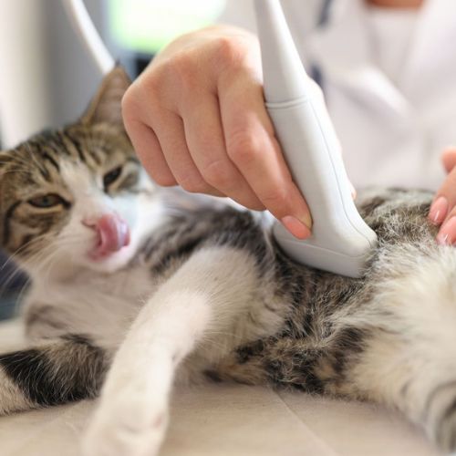 vet doing ultrasound of cat