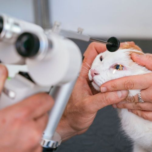 vet examining eyes of a cat