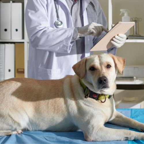 vet examining the dog