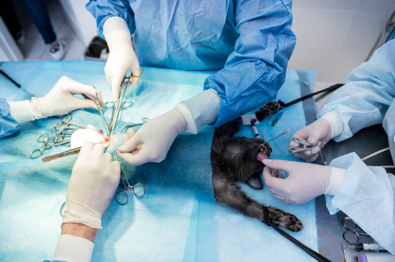 vet performing surgery on a dog